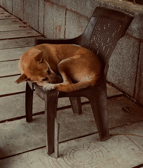 an orange dog sleeping on top of a wooden chair