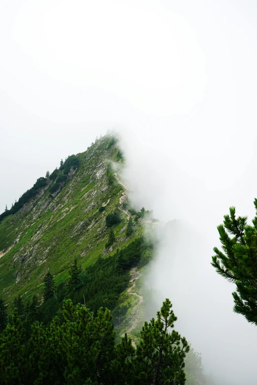 a foggy mountain with pine trees on the side