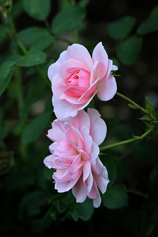 two pink flowers with green leaves surrounding them