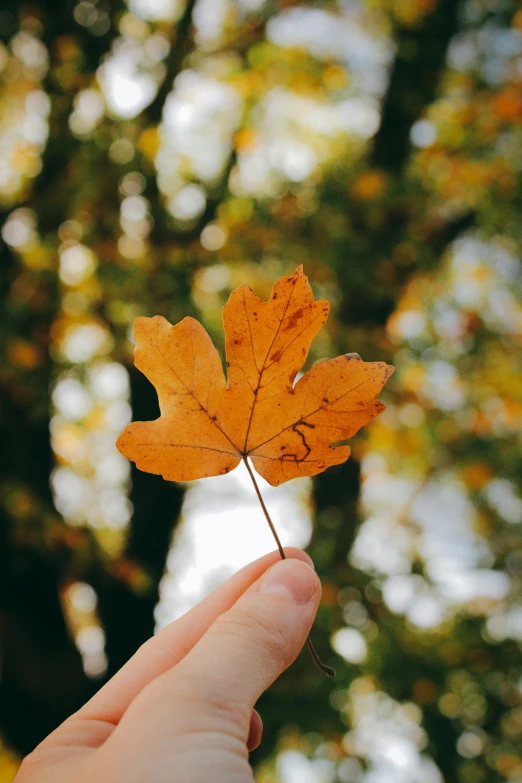 a person holding up an orange leaf in front of trees