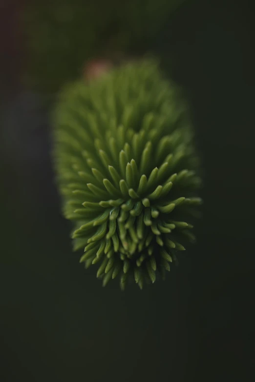 close up view of a green flower head