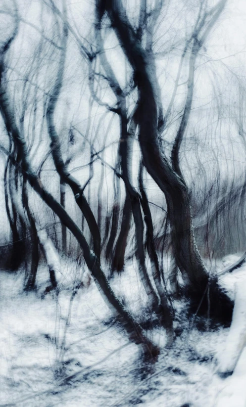 snow covers nches and trees in a wooded area