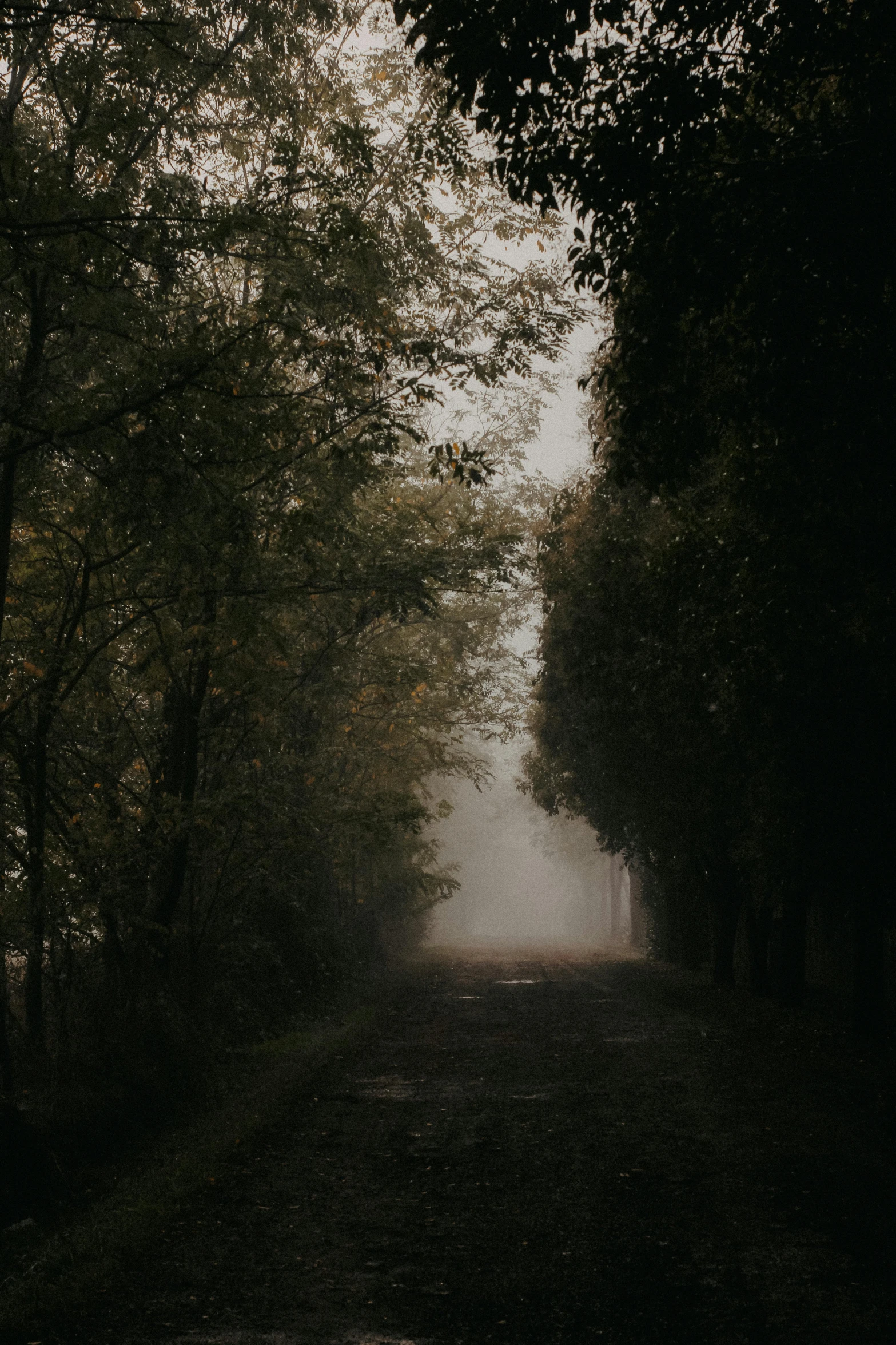 a long dirt road is lined by trees