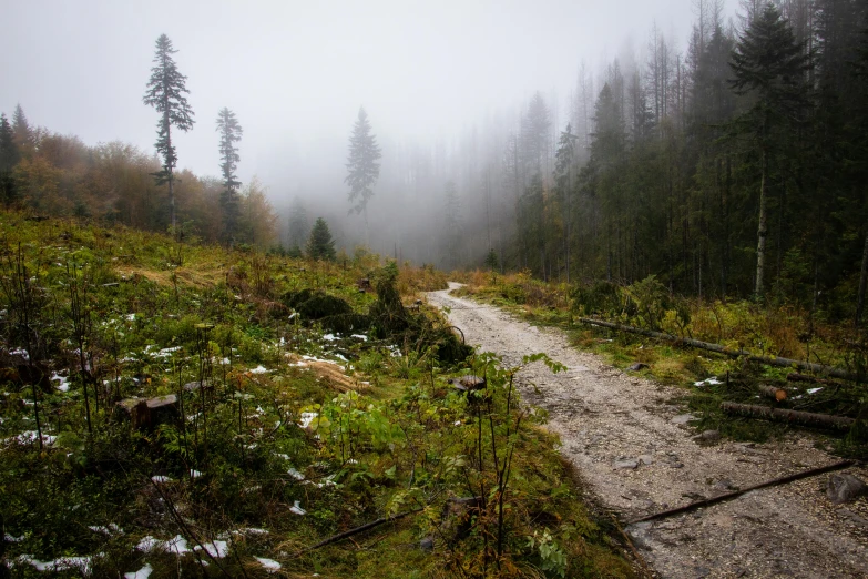 a foggy trail through the forest in the fall