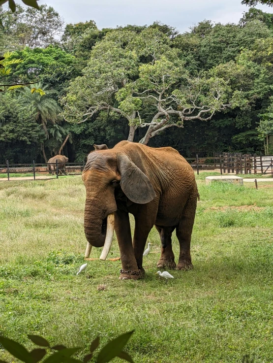 an elephant stands in an area with trees