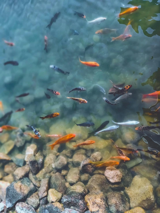 many colorful fish swimming in the water