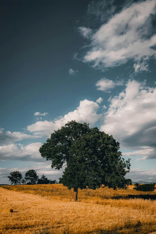 a lone tree sitting in the middle of an open field