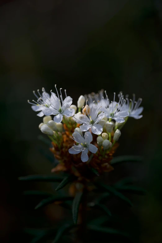 some white flowers are on a green plant