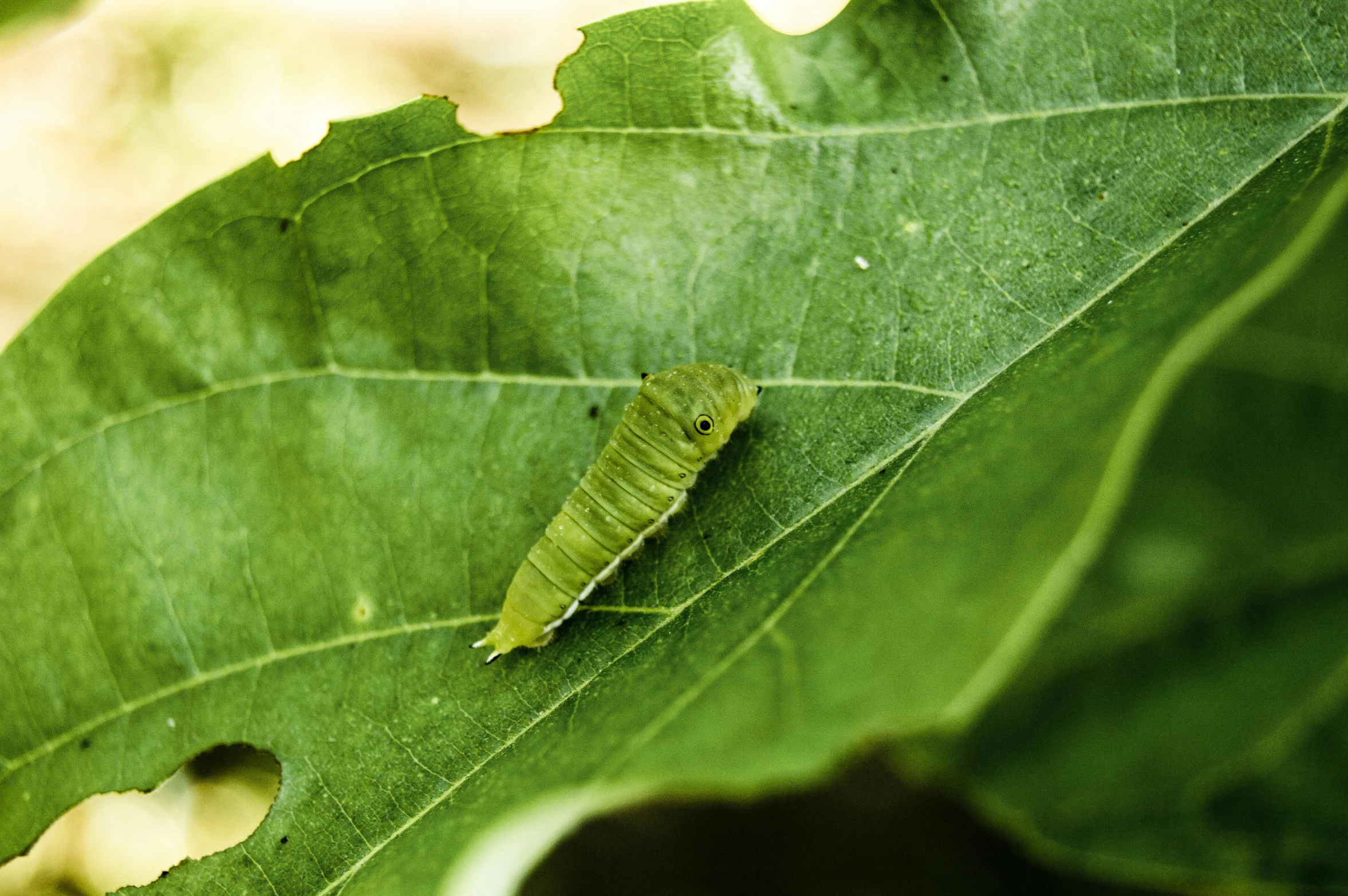 a caterpillar is perched on the underside of a leaf