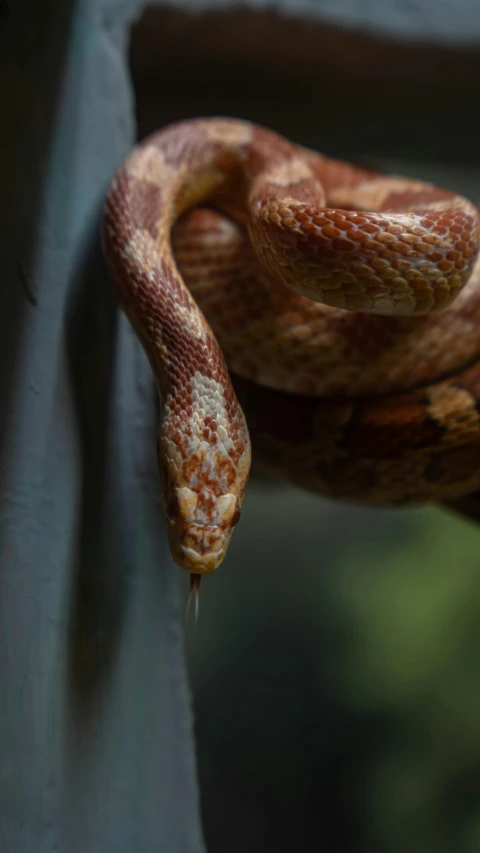 the snake has its head on the fence post