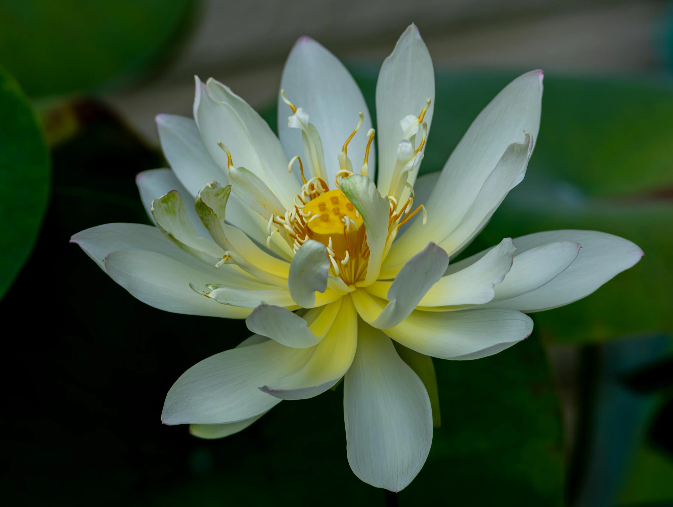 a white water lily with yellow stamen