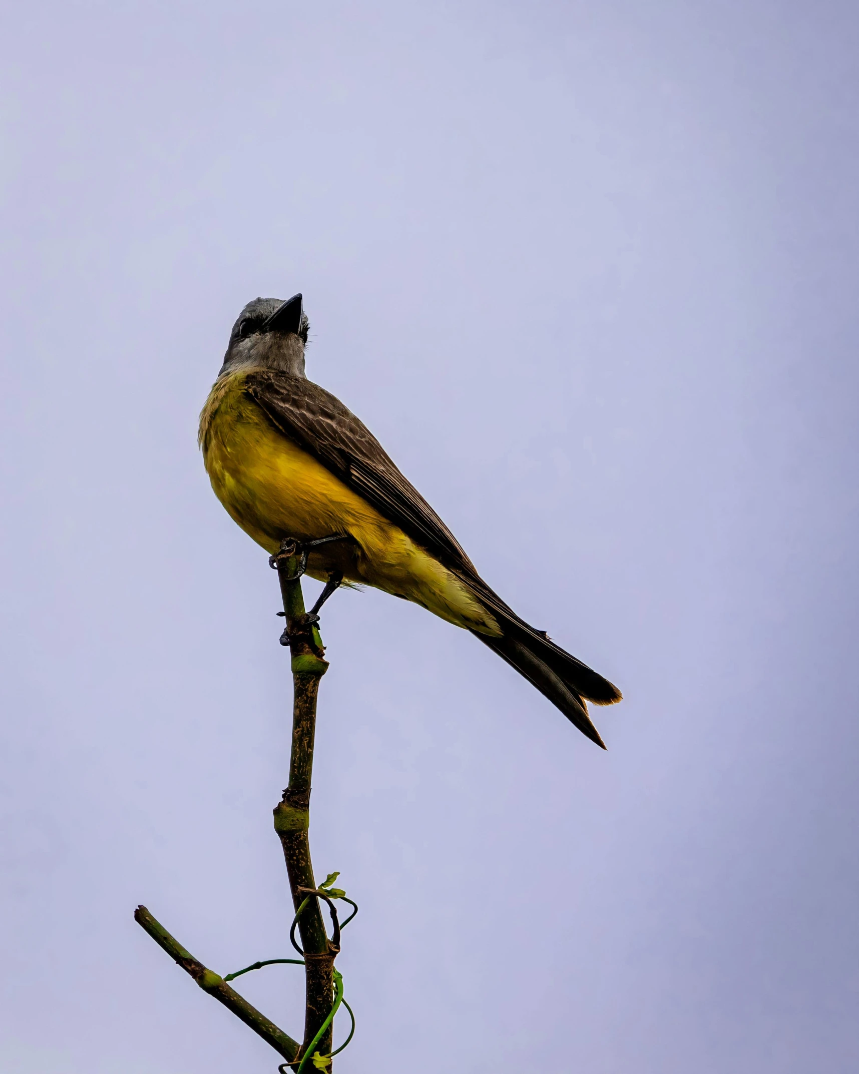 a bird is perched on a nch with one leg down