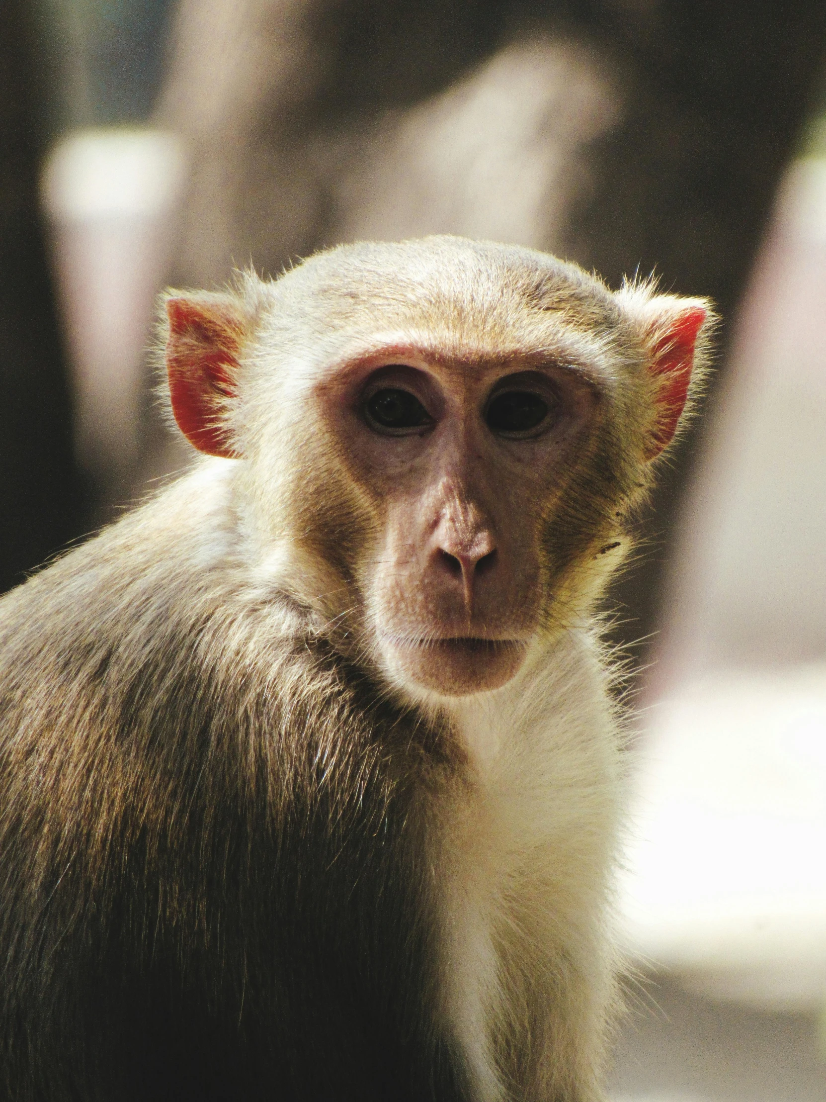 the monkey is looking directly at you with a blurry face