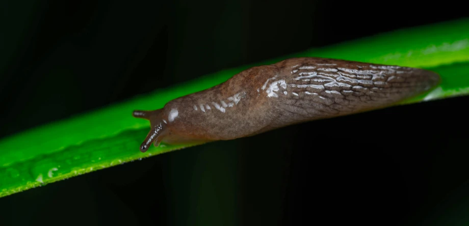 a slug on a green leaf outside at night