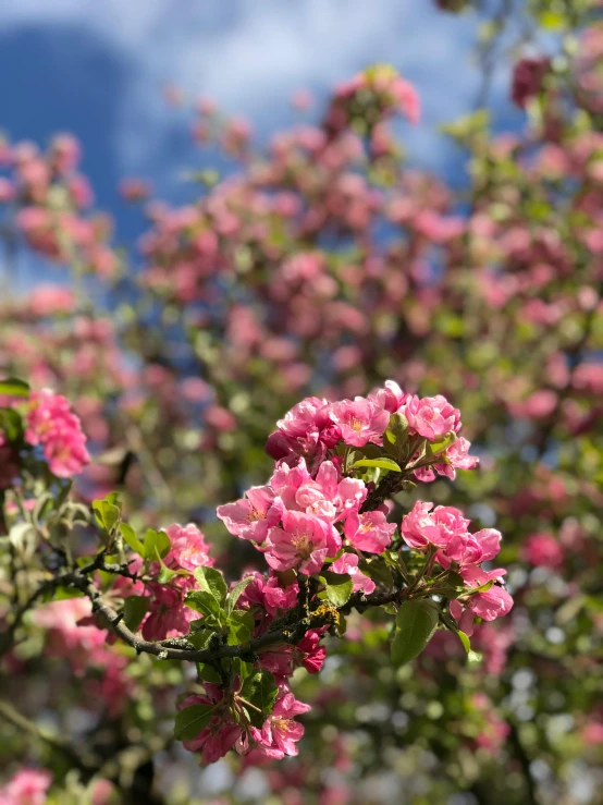 a pink flowery tree with blue sky in the background