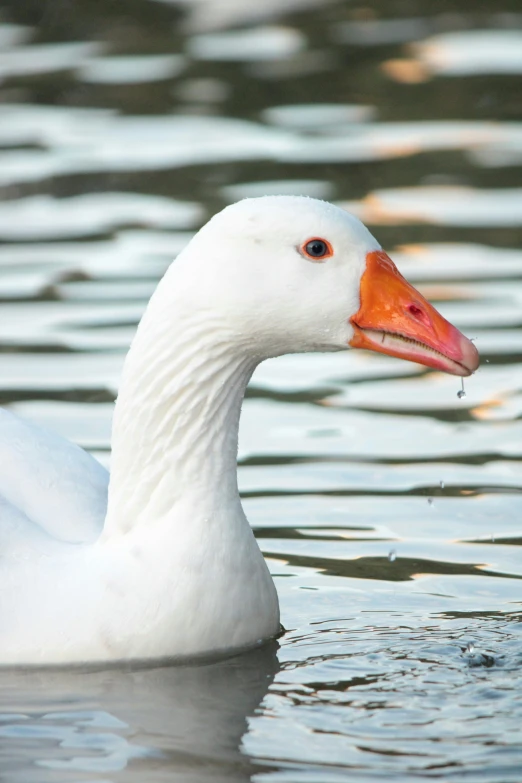 the duck is swimming in the water near the trees