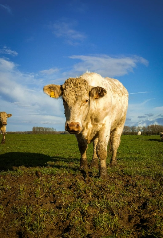 two white cows are standing in the green pasture