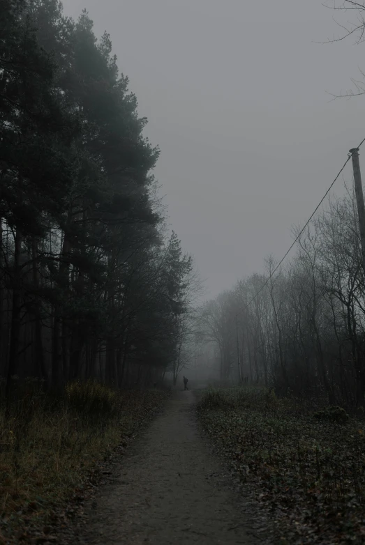 fog covers the sky above a wooded trail