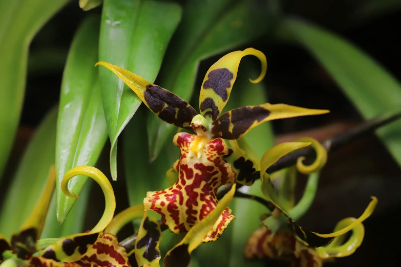 an orchid that is sitting in some green leaves