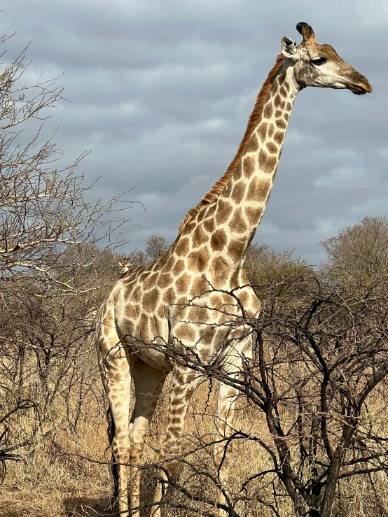 a giraffe walks through a field in africa