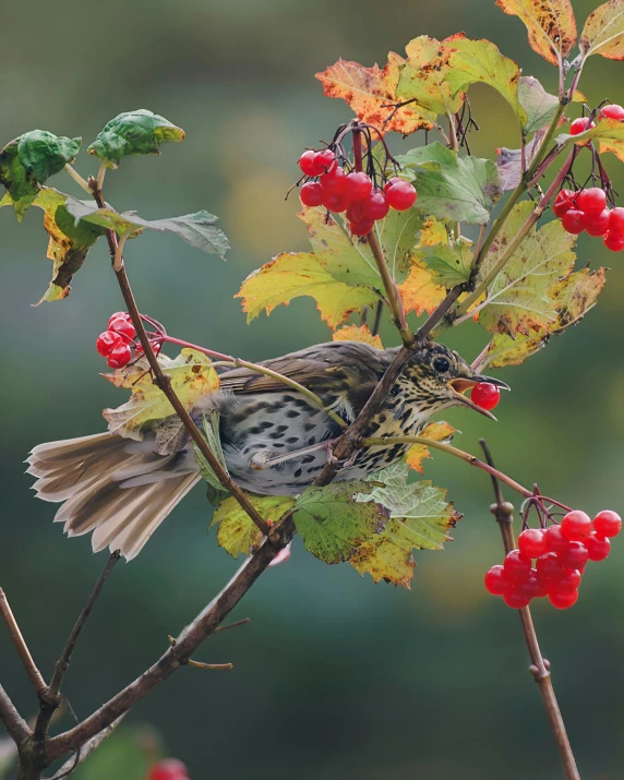 a small bird is perched on the nch