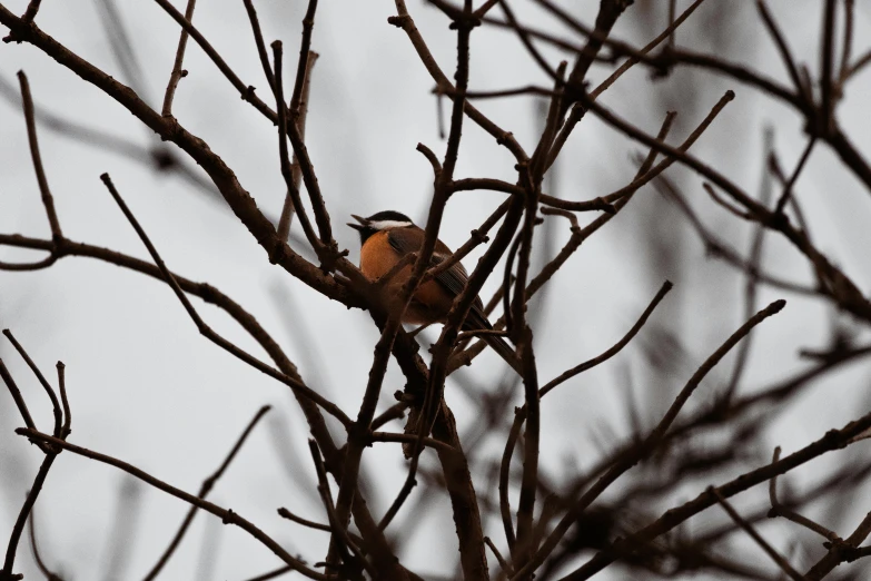 this is a po of a bird sitting in a tree