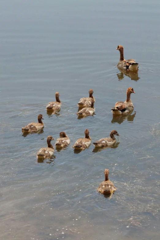 a group of ducks swimming on top of a lake