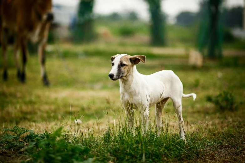 the white dog stands in a field next to a brown cow