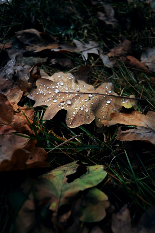 this is the same leaf on the ground, with only water droplets