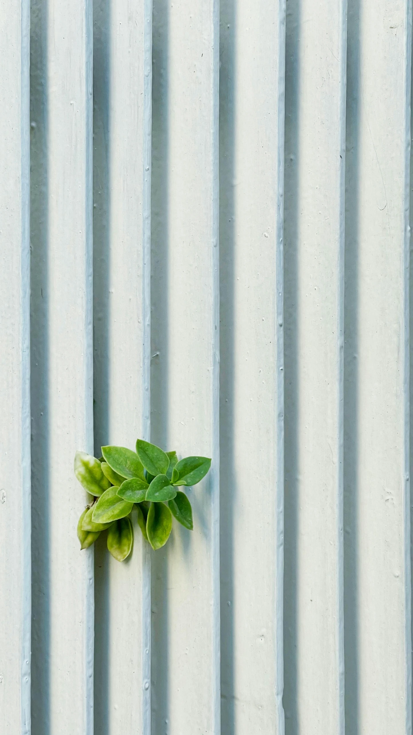 a small green plant against the textured wall