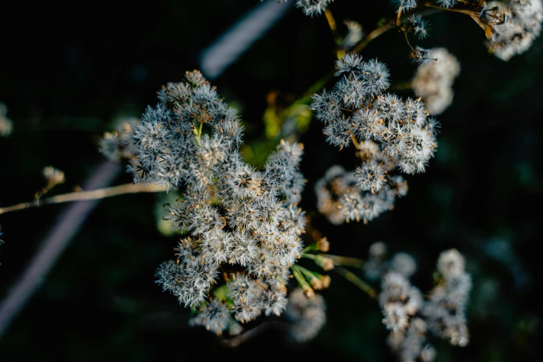 close up of a flower with long stems