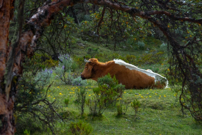 a cow standing in a field of green grass