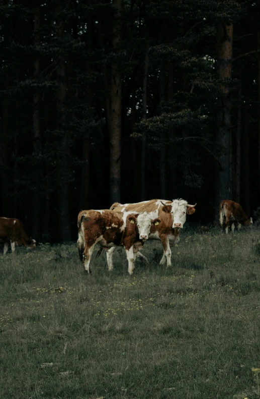 four cows eating grass in a forest