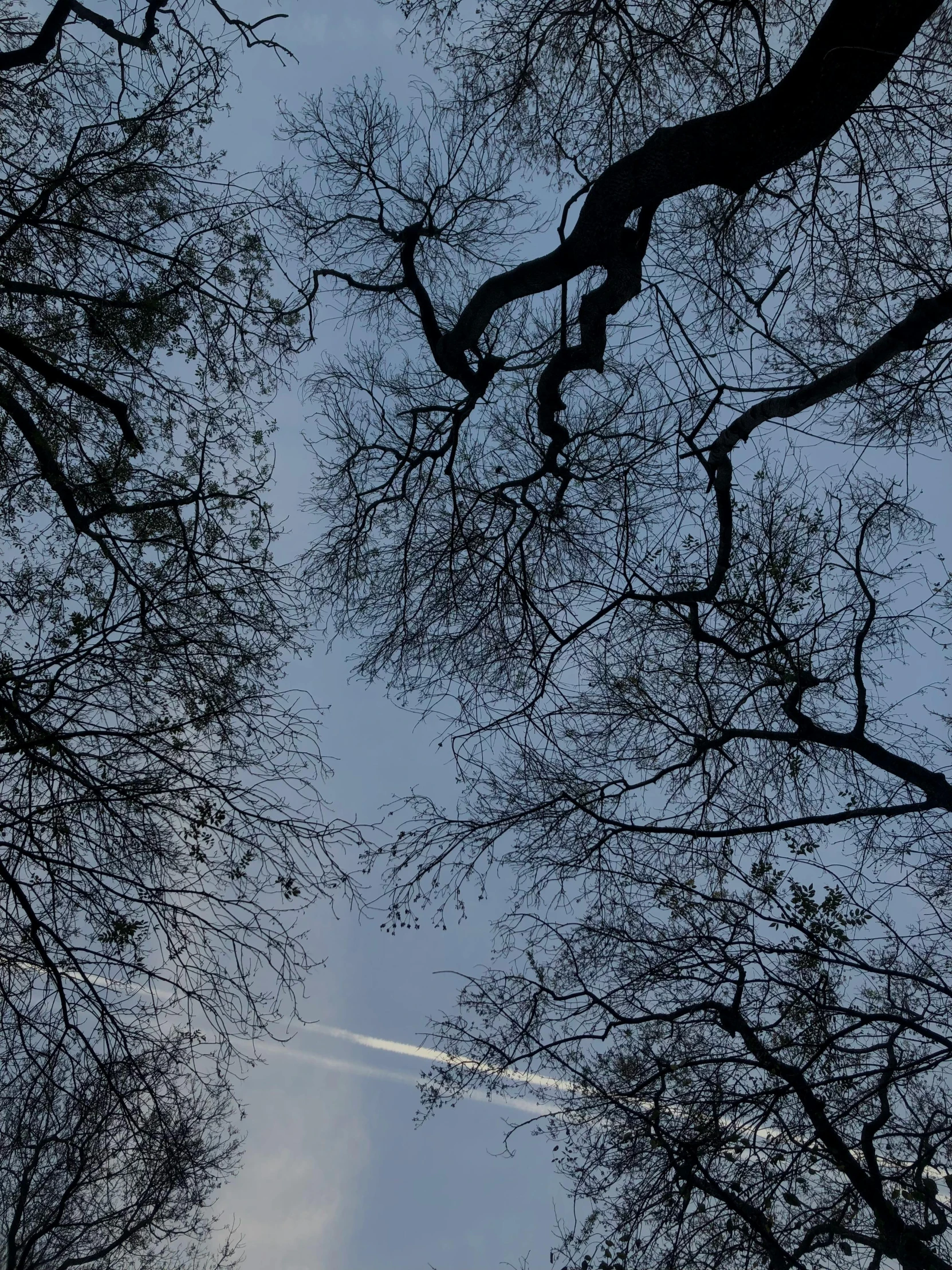 looking up through the nches of a tree into an airplane in the sky