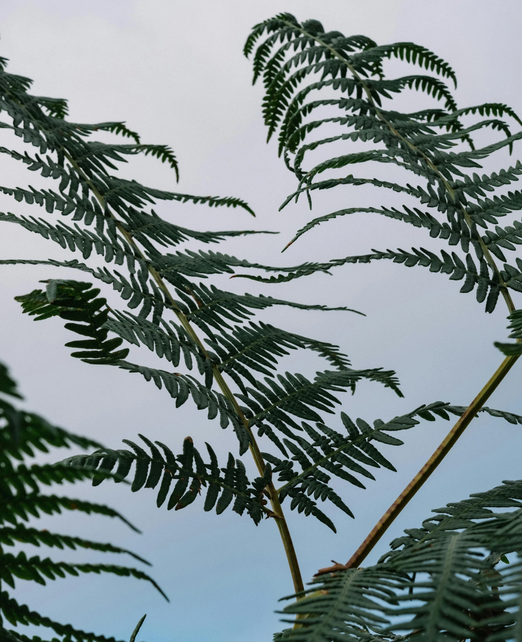 some very pretty green leaves under a cloudy sky