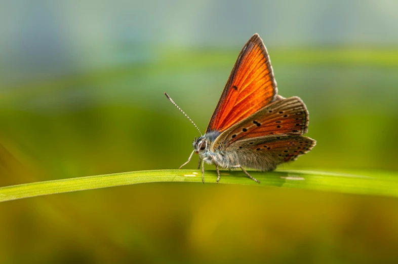 a small erfly sitting on a green leaf