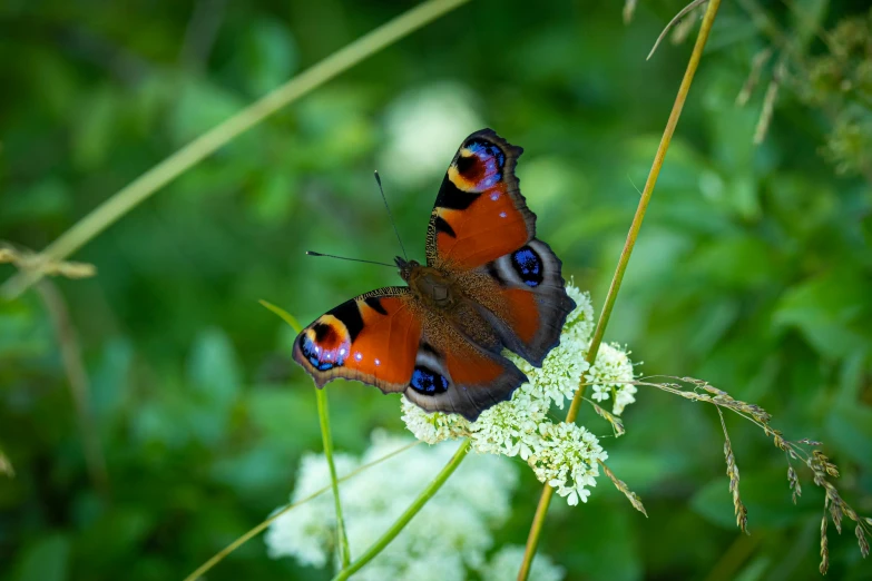 a couple of brown and red erflies on a white flower