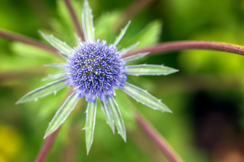 a close up picture of an alliumum flower