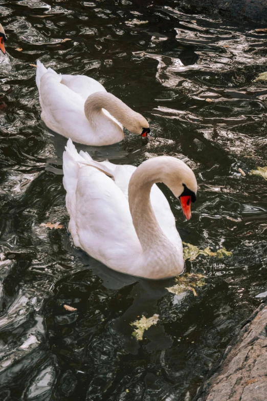 two swans swimming in a lake next to some trees