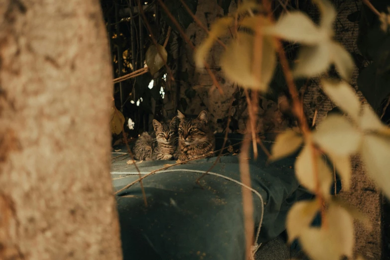 two cats laying in a tree that is under some kind of covering