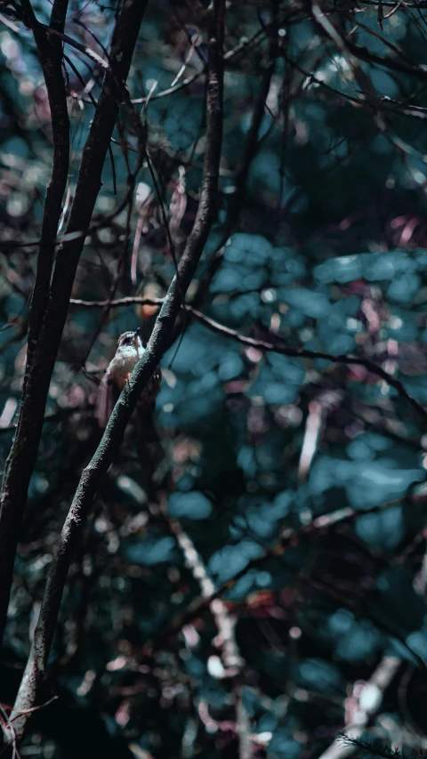 small bird sitting on a nch in a tree