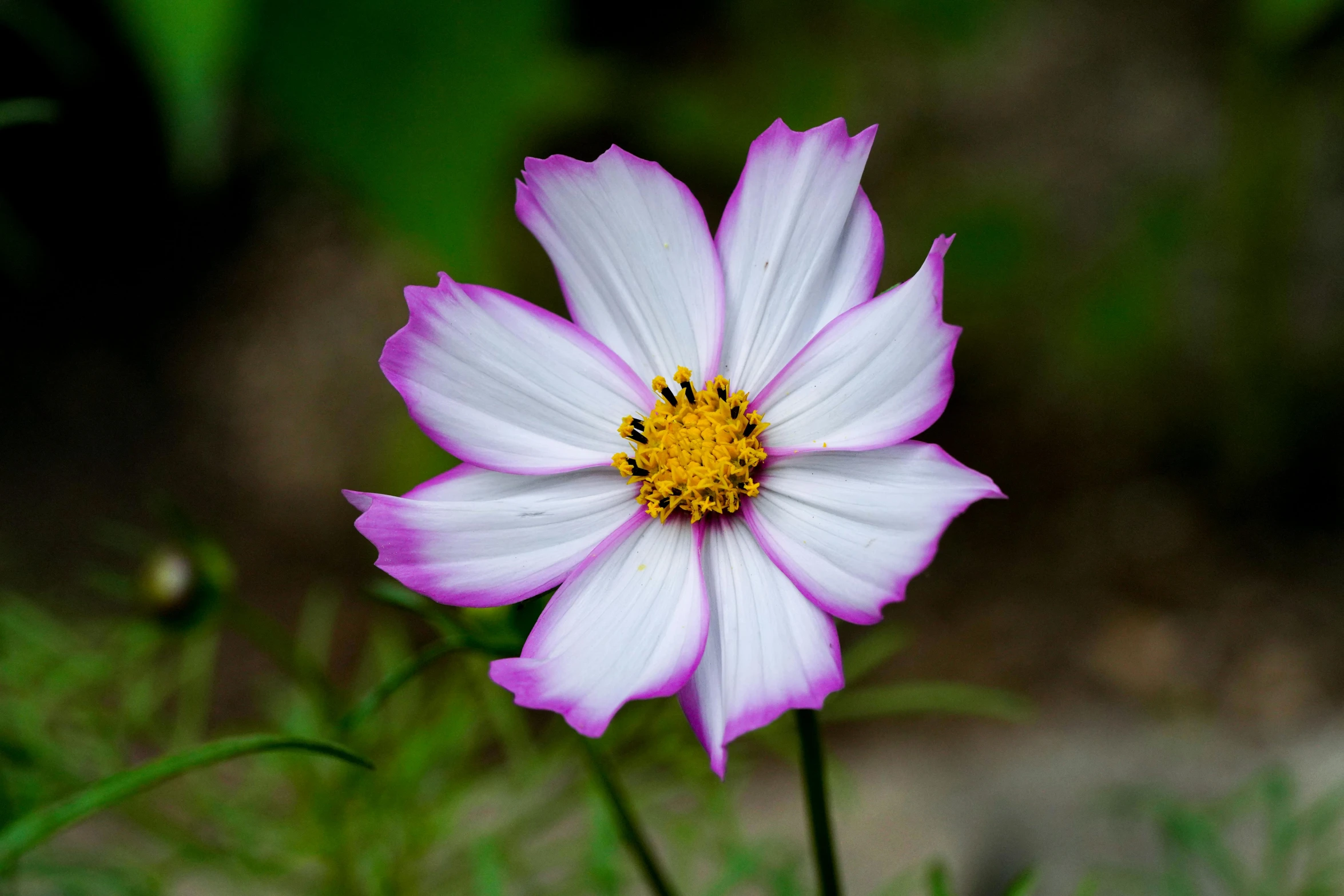 a purple and white flower with a bee on it's center