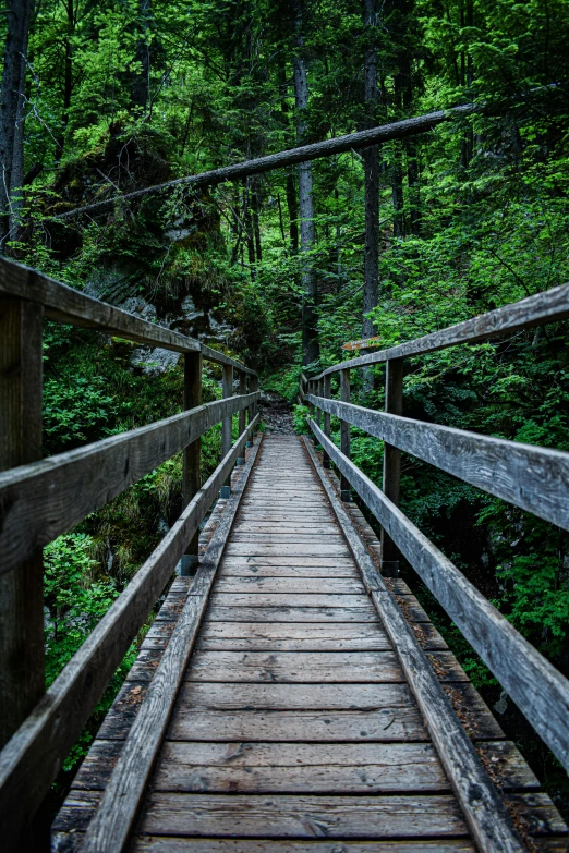 a bridge is spanning an area full of trees