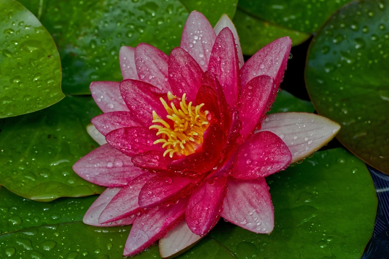 red and white flower sitting on top of some leaves