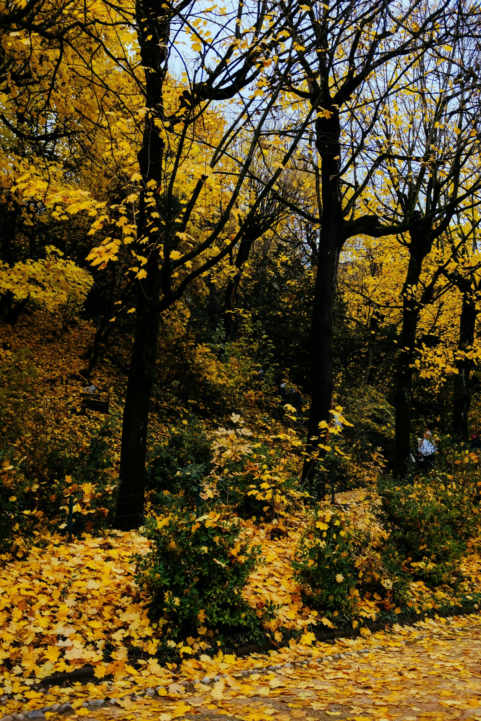 a road sign is next to trees in autumn