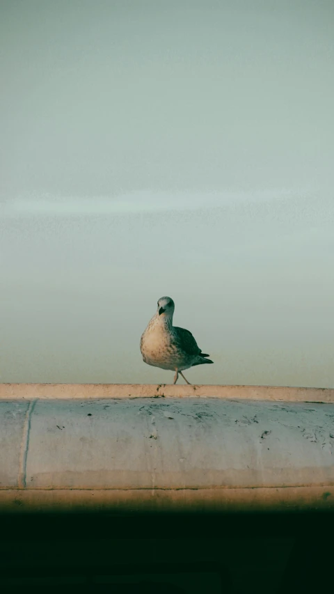 a bird that is perched on a pipe