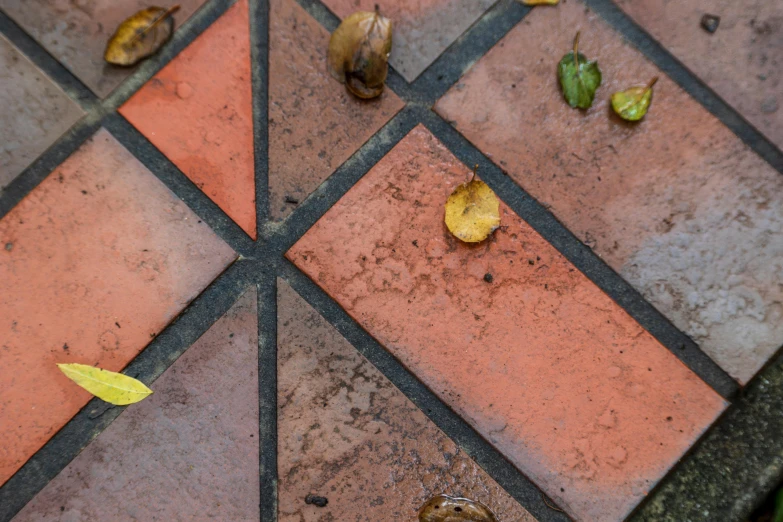 leaves and squash peels on an orange and gray tile