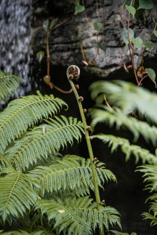 the top of the fern leaves has an opening in it