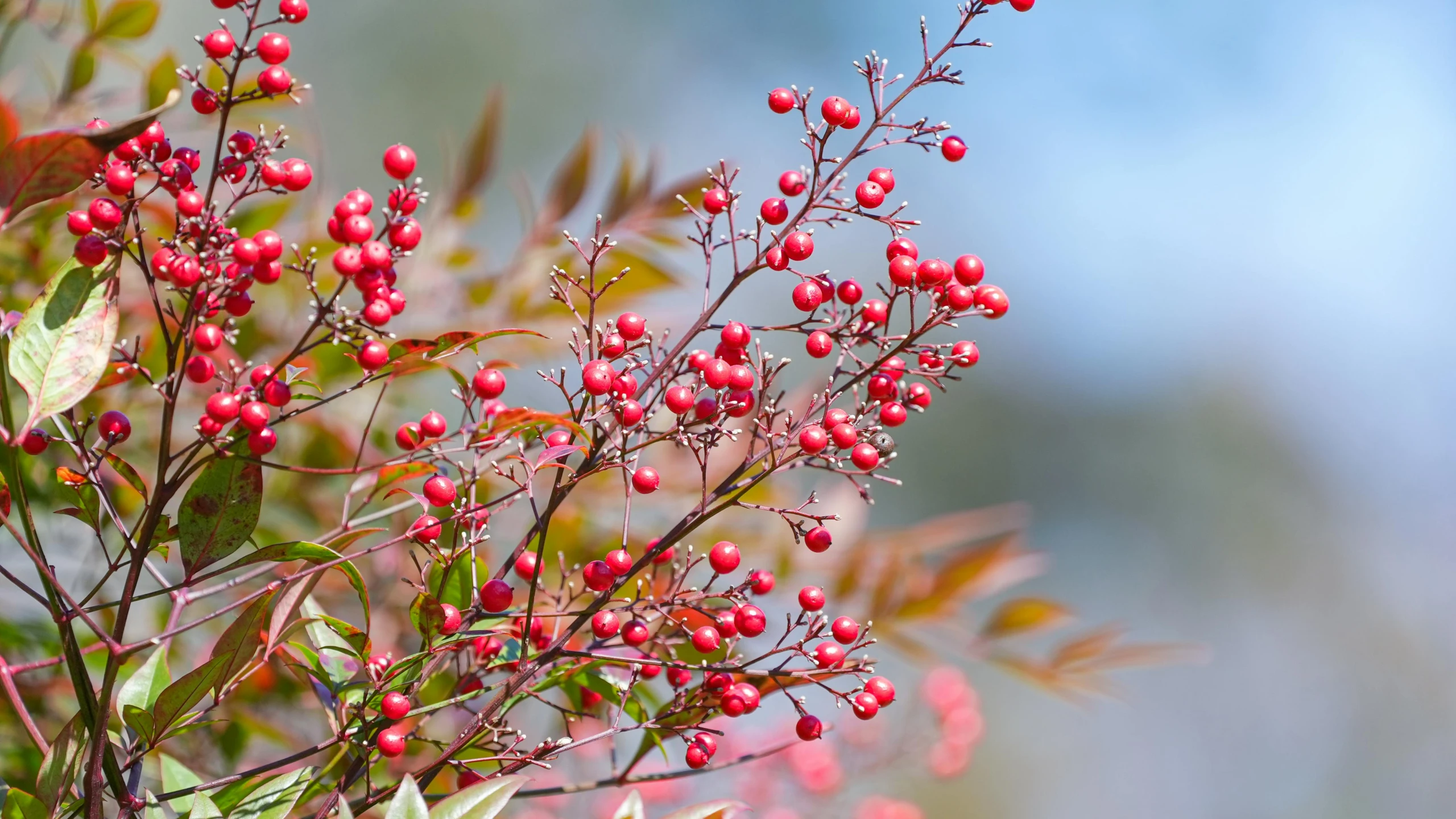 a bush with berries all over it has green leaves