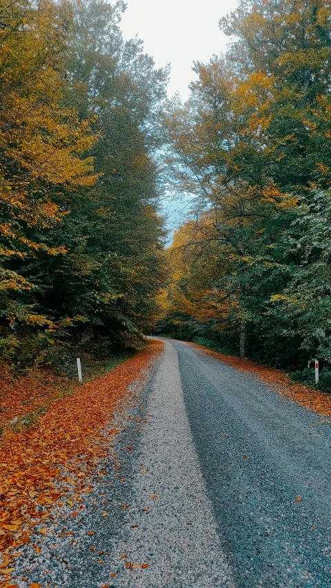 a dirt road surrounded by lots of leaves
